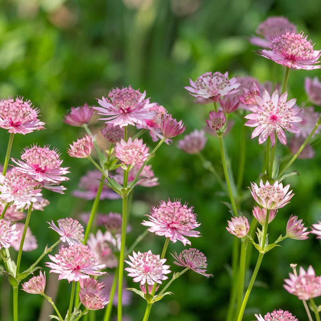 Astrantia major Roma - Zeeuws knoopje