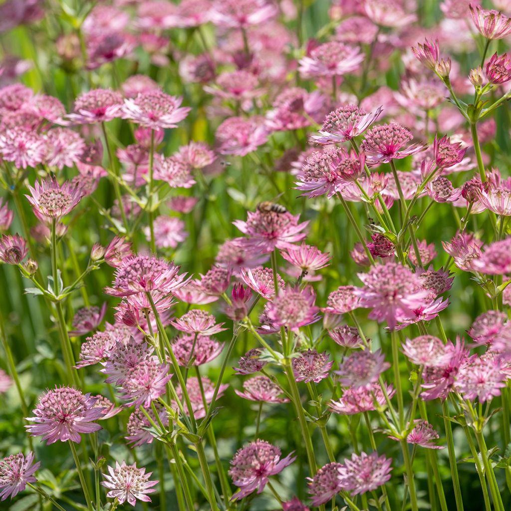Astrantia major Roma - Zeeuws knoopje