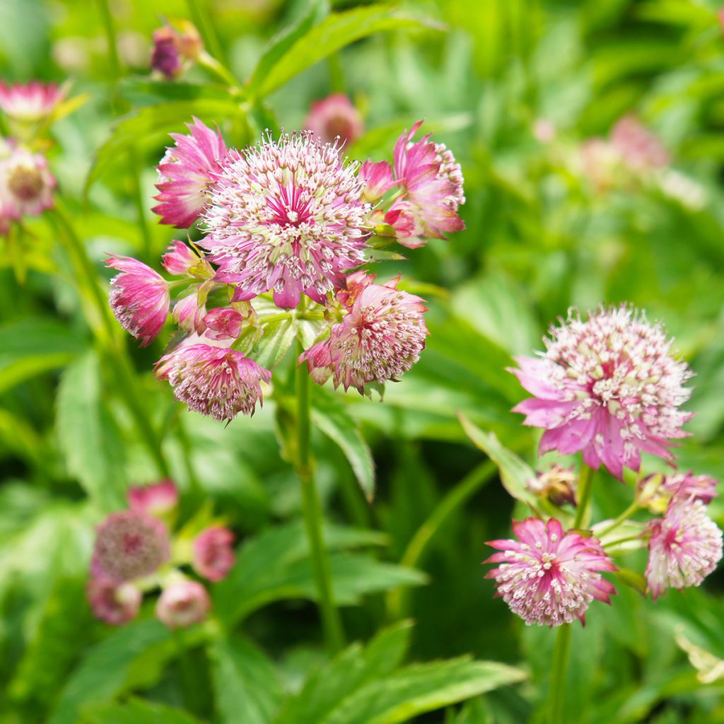 Astrantia major Ruby Cloud - Zeeuws knoopje