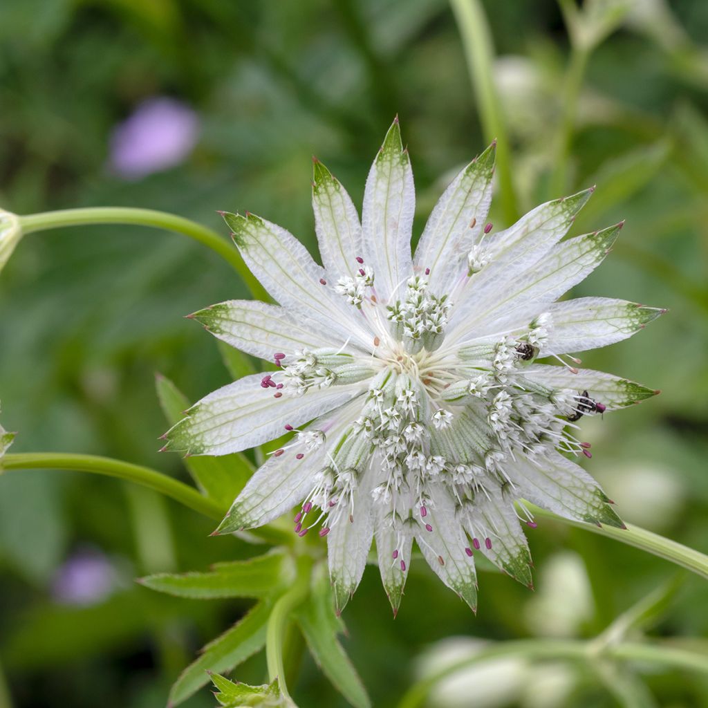 Astrantia major Shaggy - Zeeuws knoopje