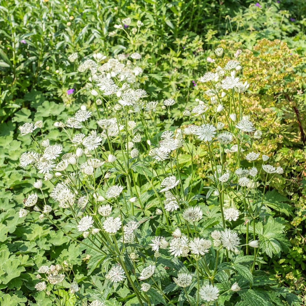 Astrantia major Shaggy - Zeeuws knoopje