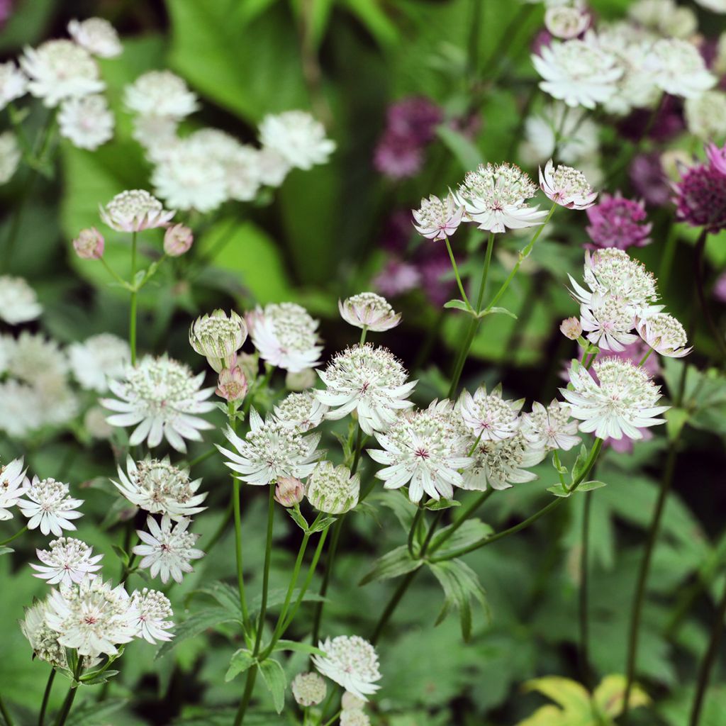 Astrantia major Shaggy - Zeeuws knoopje