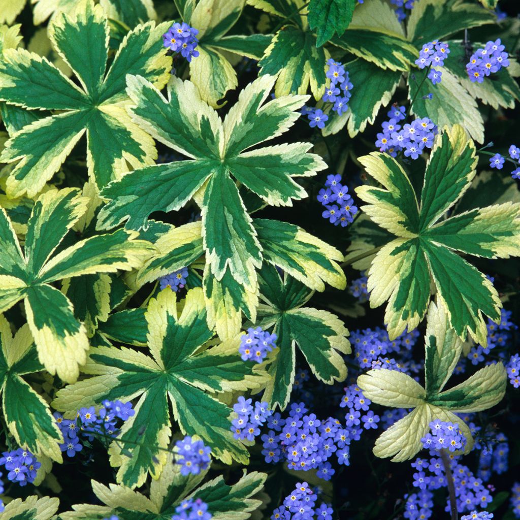 Astrantia major Sunningdale Variegated - Zeeuws knoopje