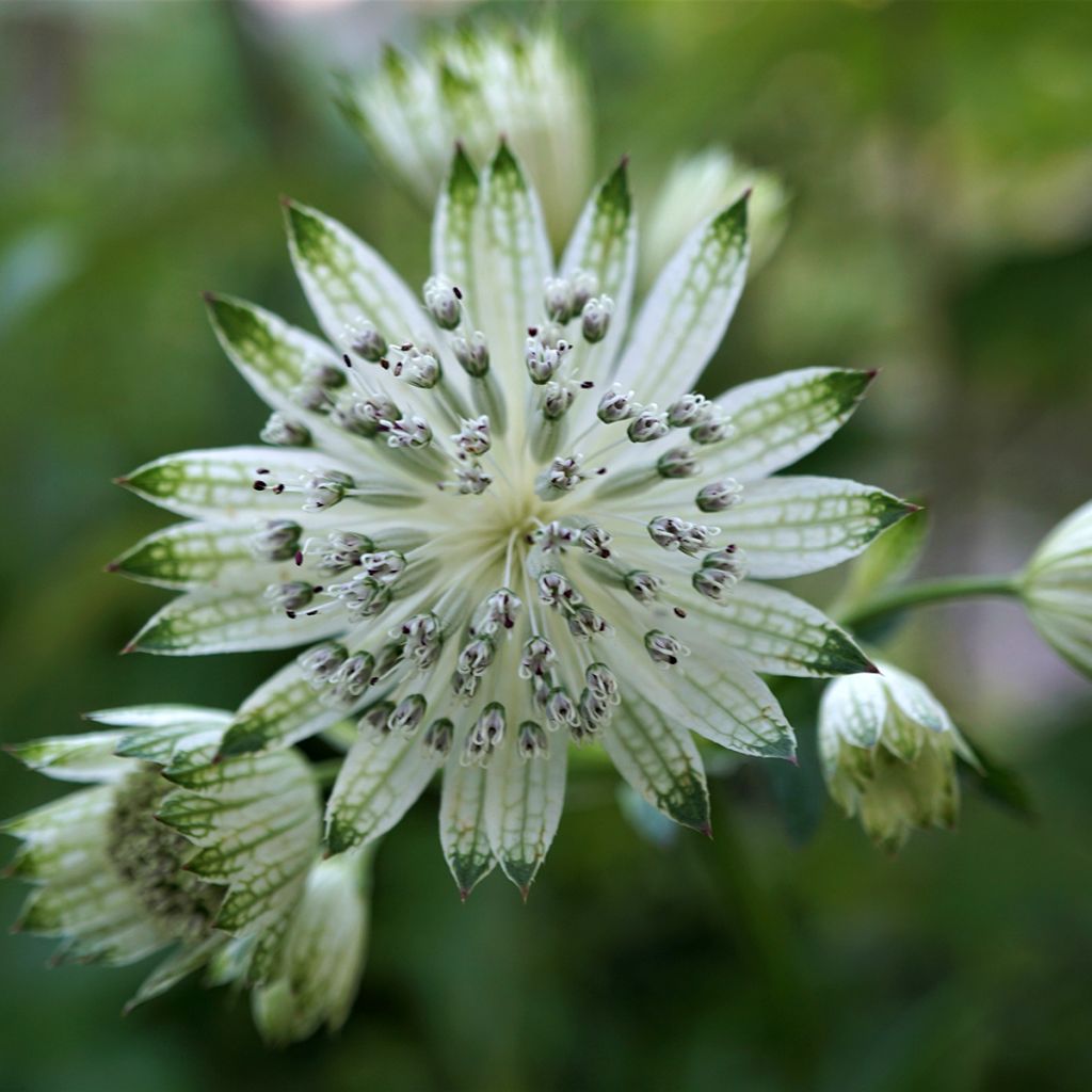 Astrantia major White Giant - Zeeuws knoopje