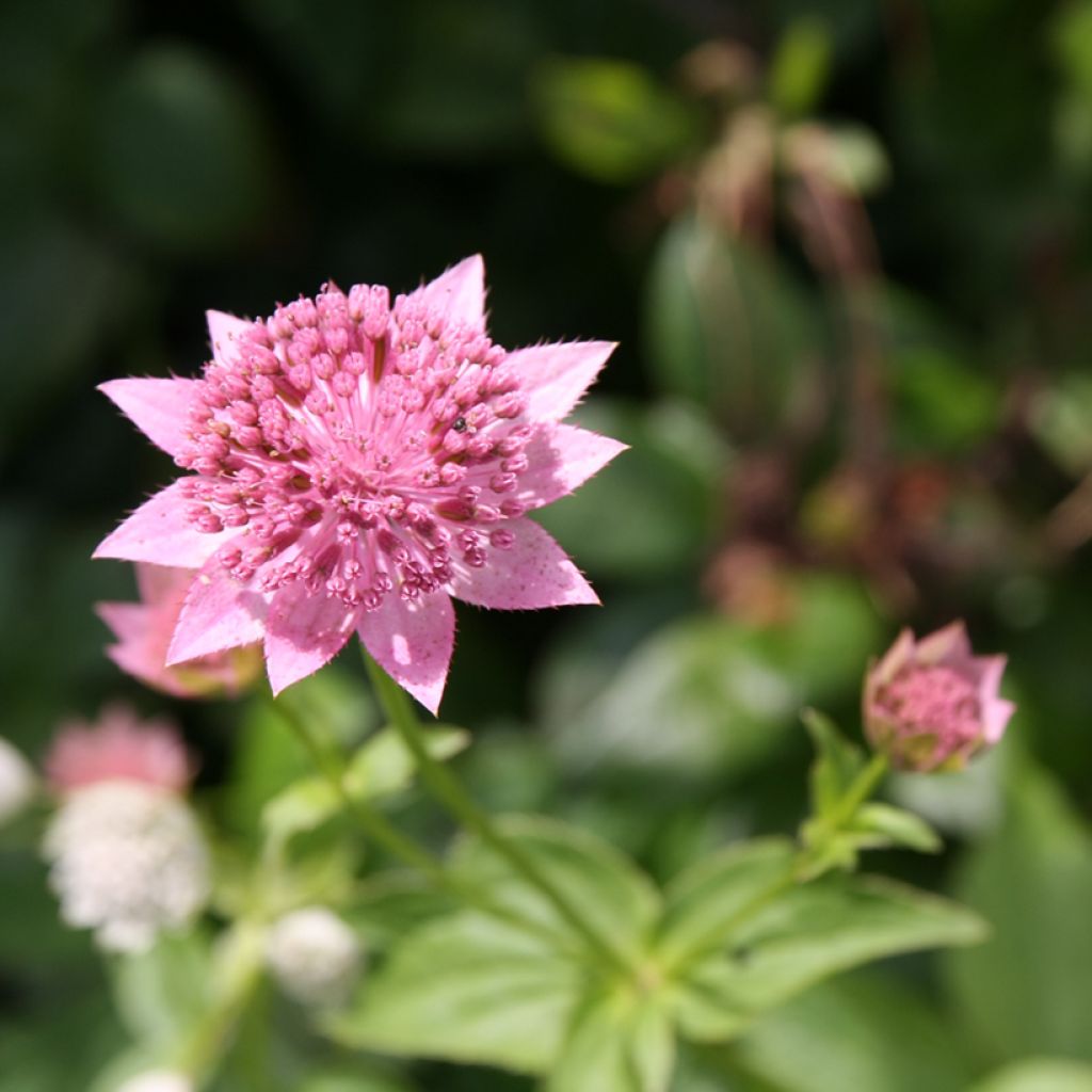 Astrantia maxima - Zeeuws knoopje