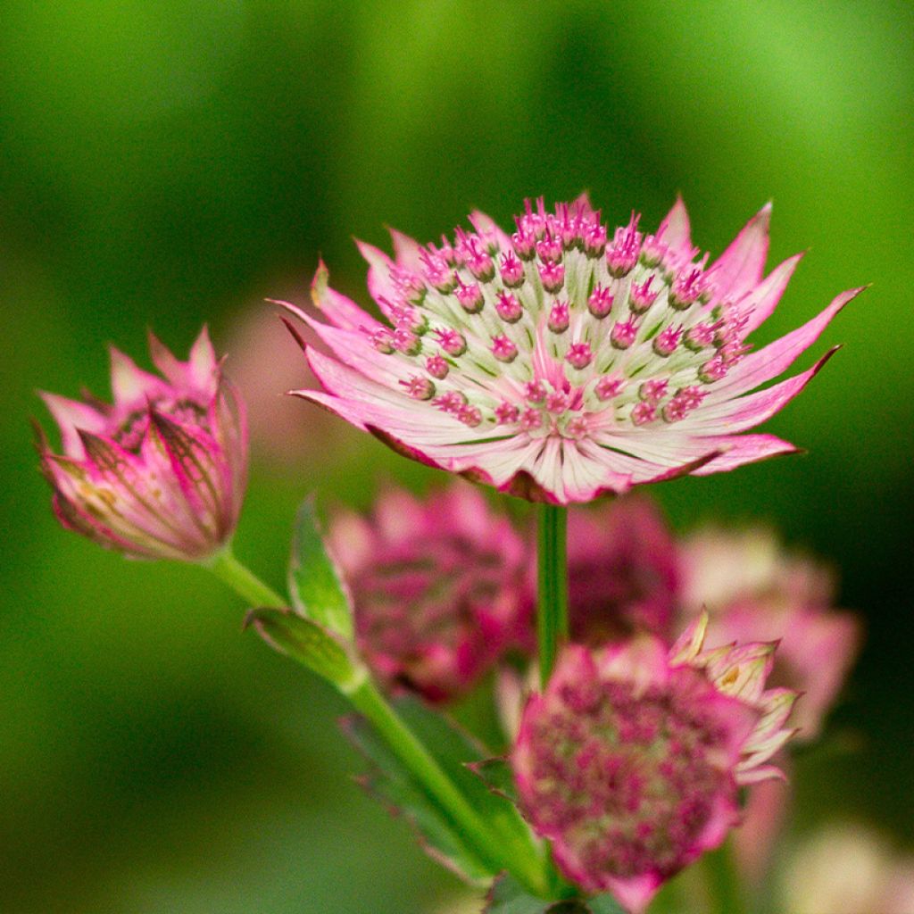 Astrantia major Venice - Zeeuws knoopje