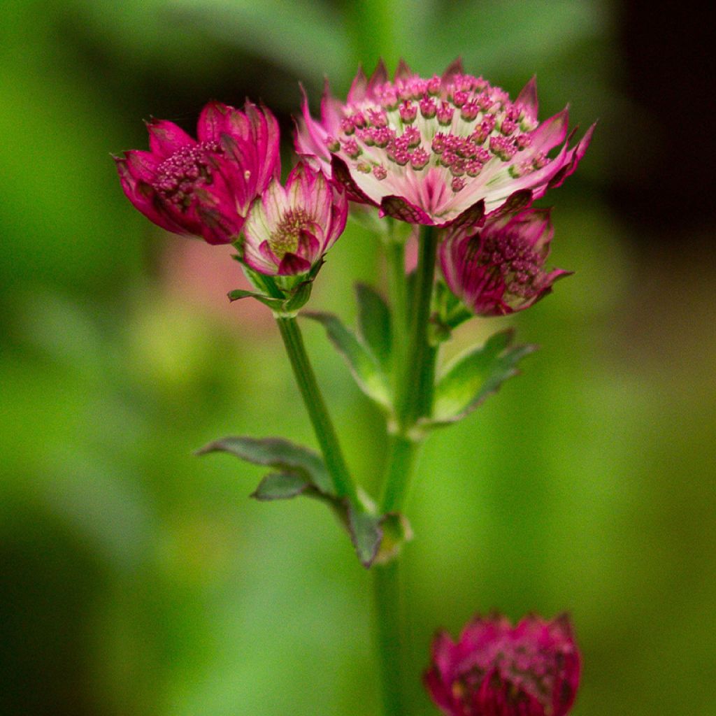 Astrantia major Venice - Zeeuws knoopje