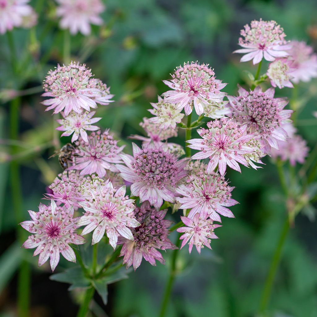 Astrantia major - Zeeuws knoopje