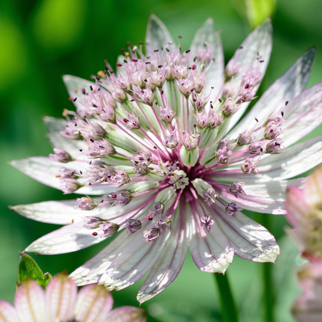 Astrantia major - Zeeuws knoopje