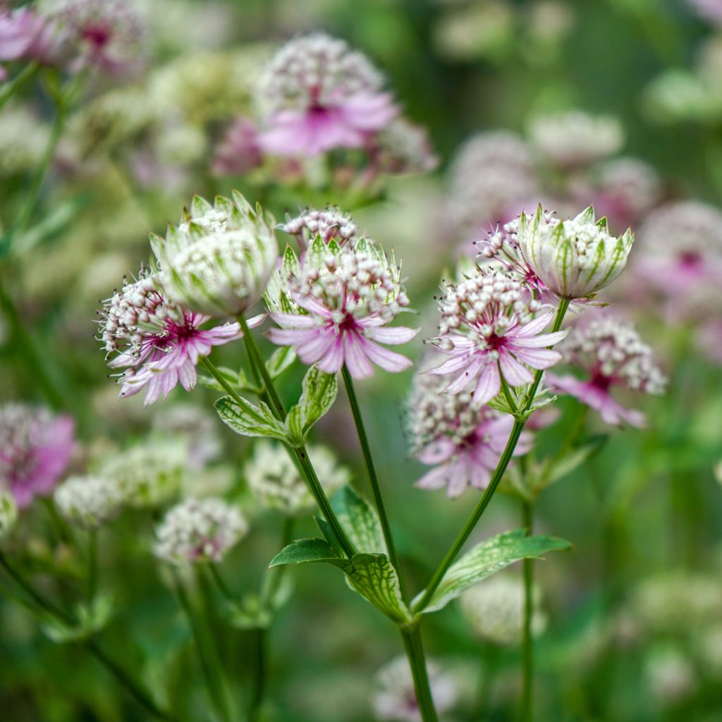 Astrantia major - Zeeuws knoopje