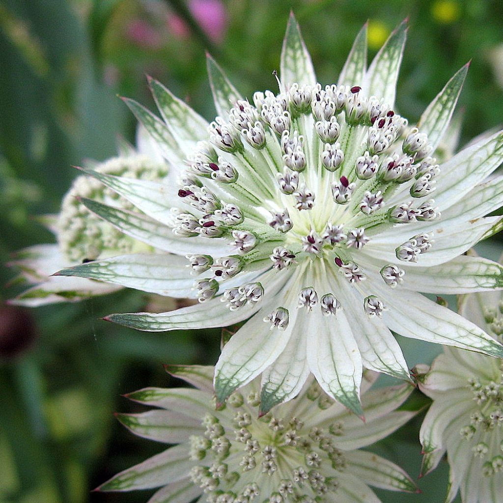 Astrantia major Alba - Zeeuws knoopje