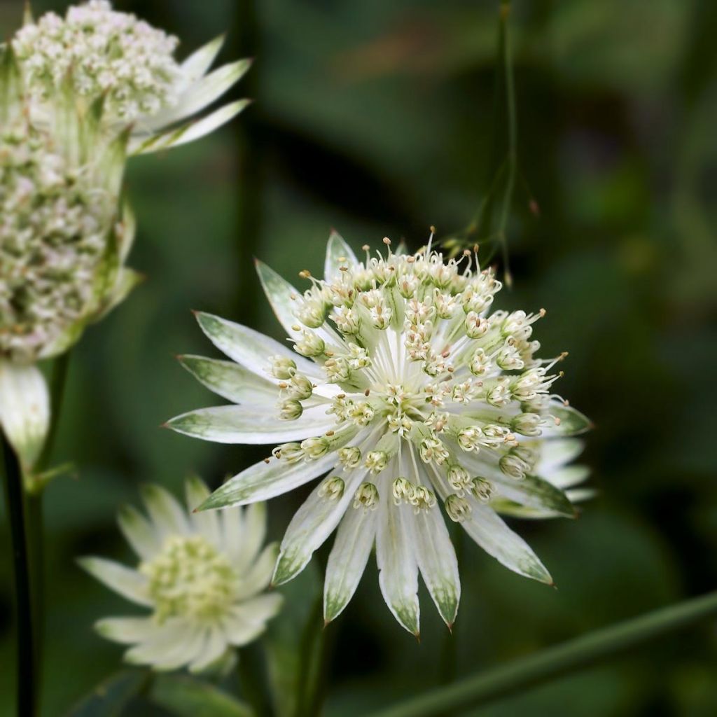 Astrantia major Alba - Zeeuws knoopje