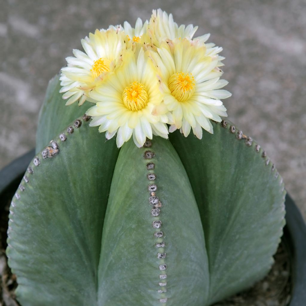 Astrophytum myriostigma - Bisschopsmuts