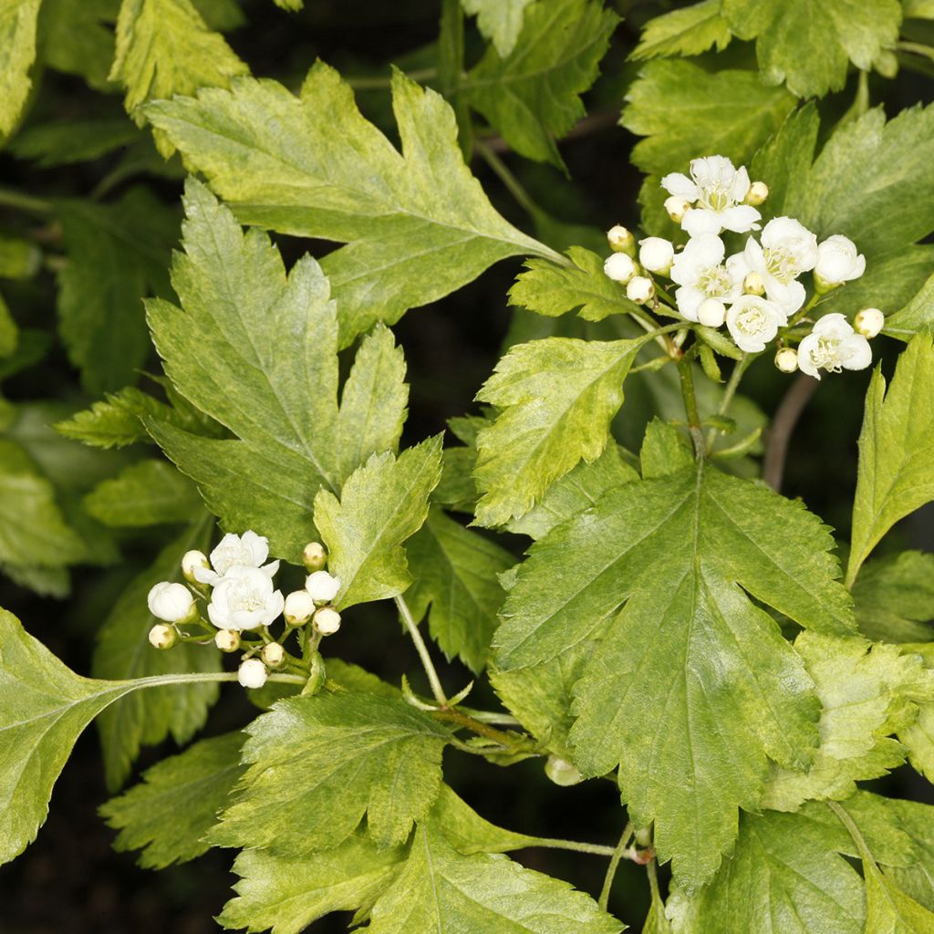 Crataegus chlorosarca Variegata - Meidoorn