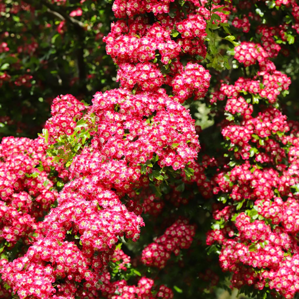Crataegus laevigata Crimson Cloud - Tweestijlige meidoorn