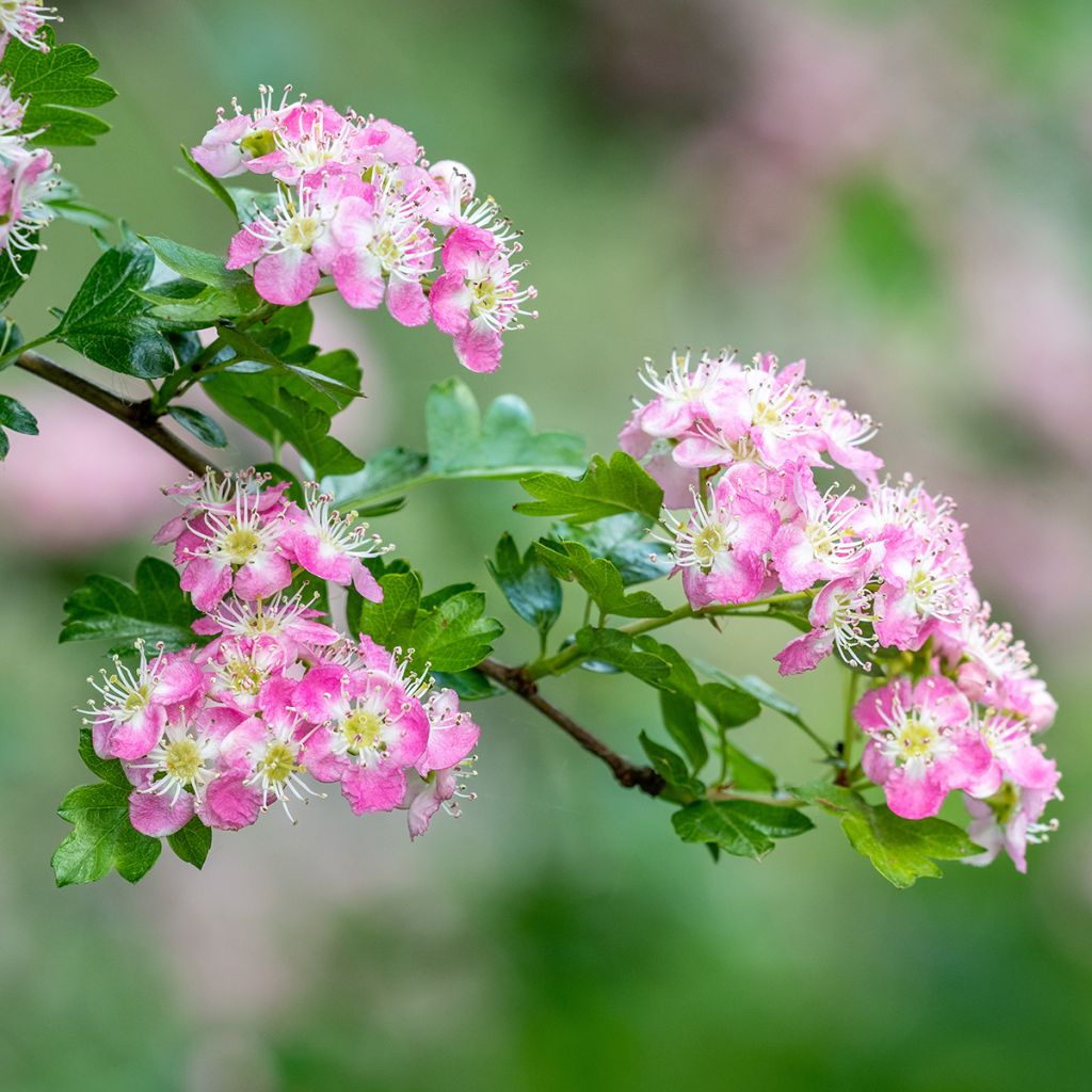 Crataegus laevigata Princesse Sturdza - Rode meidoorn