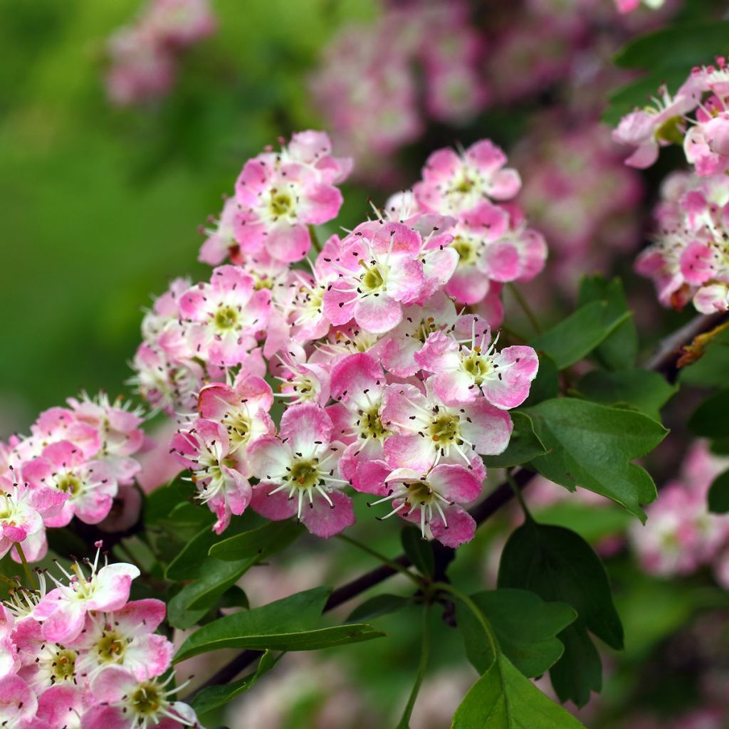 Crataegus laevigata Princesse Sturdza - Rode meidoorn