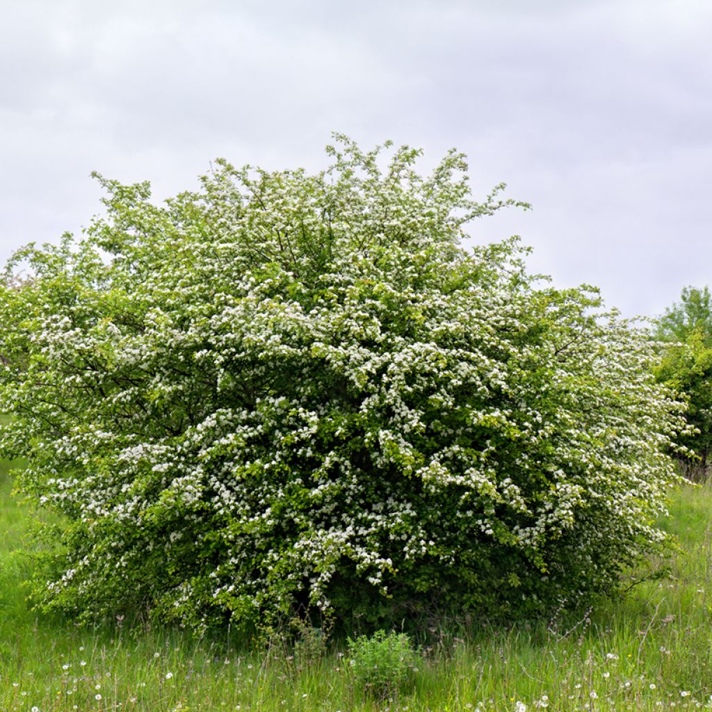 Crataegus monogyna - Eenstijlige meidoorn