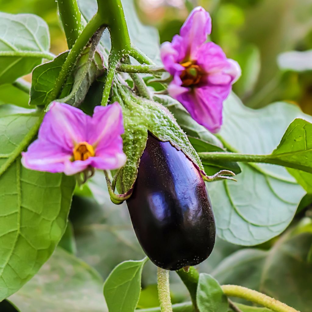 Aubergine Black Beauty