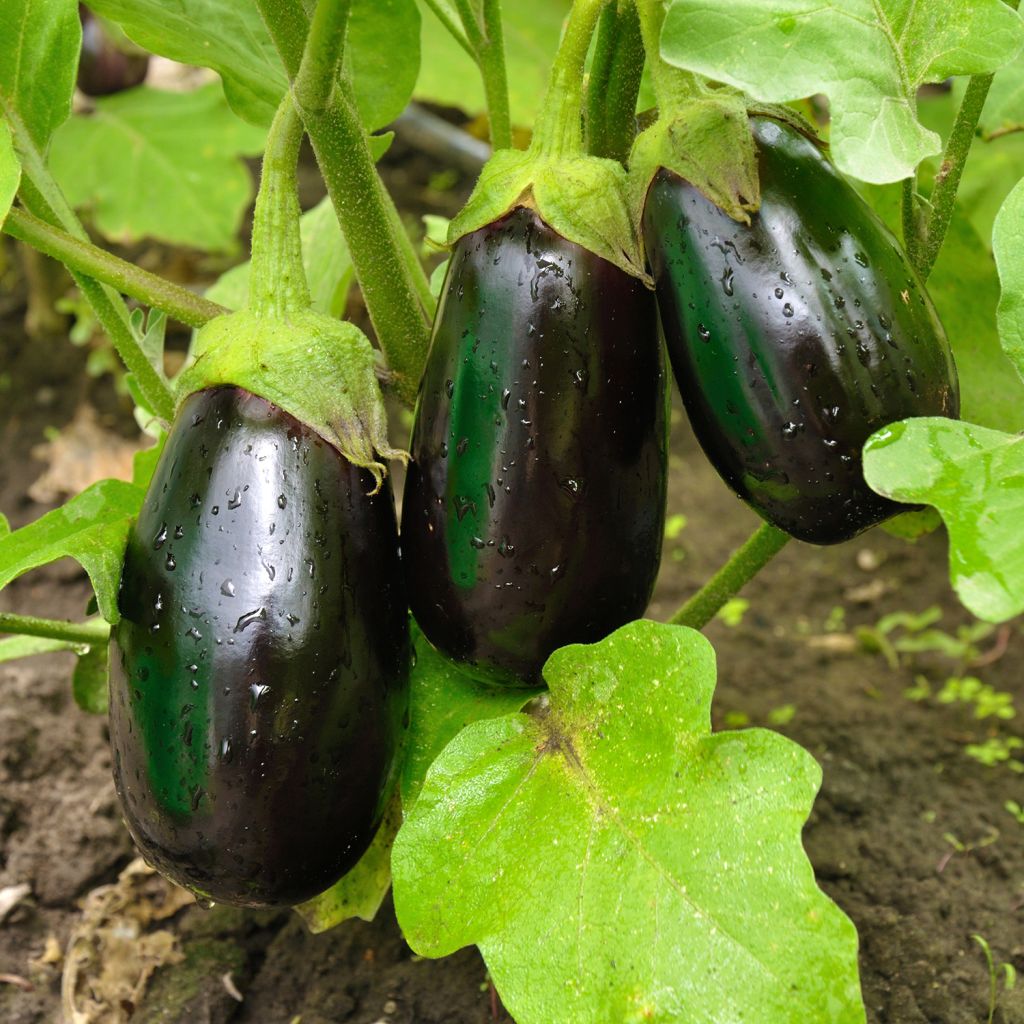 Aubergine Bonica F1 - Solanum melongena