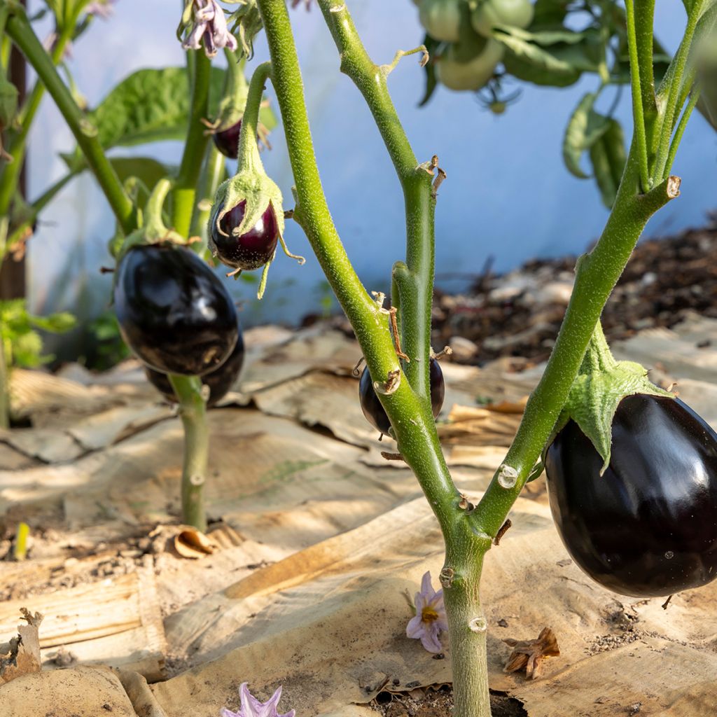 Aubergine Bonica F1