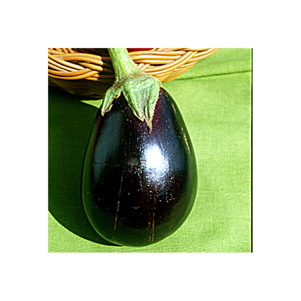 Aubergine Bonica F1 en plants GREFFES - Plante-aux-œufs