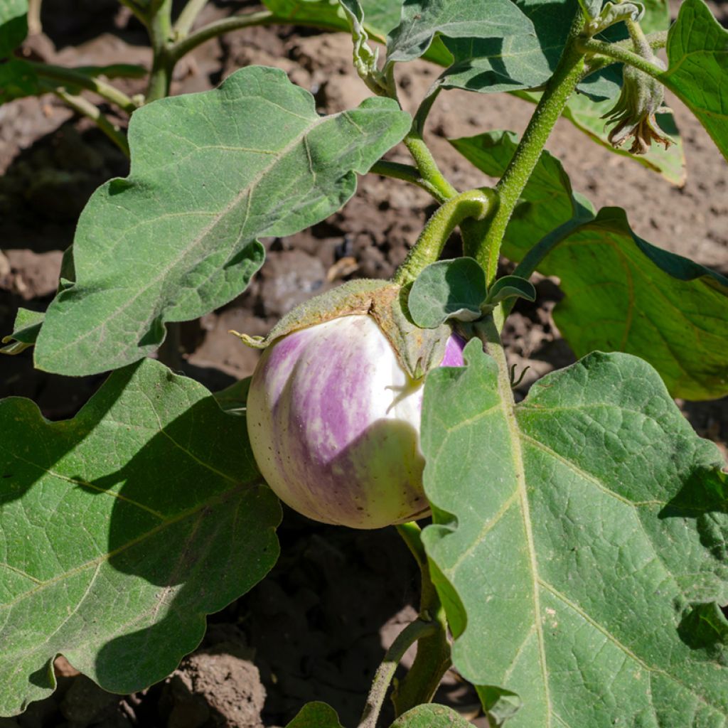 Aubergine Rotonda Bianca di SfumatacDi Rosa