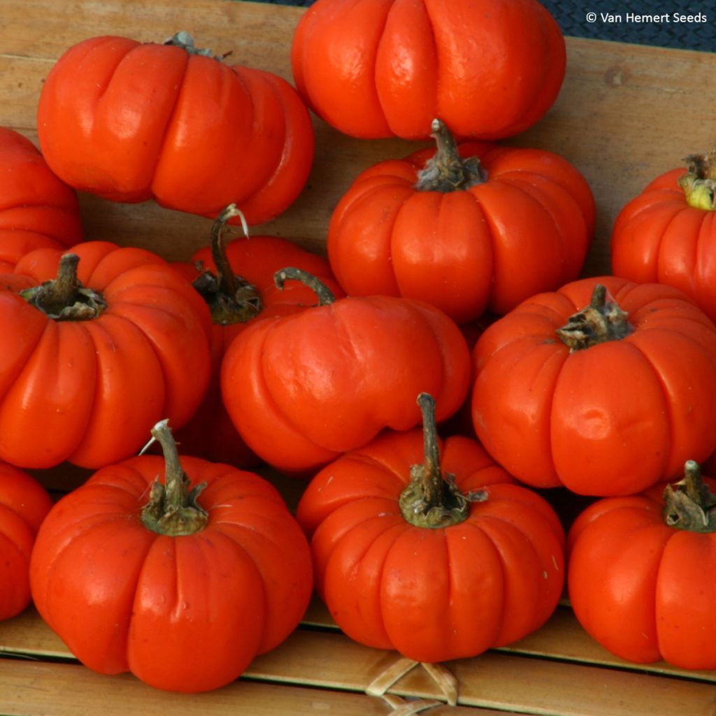 Ethiopische aubergine Gilo - Solanum aethiopicum (zaad)