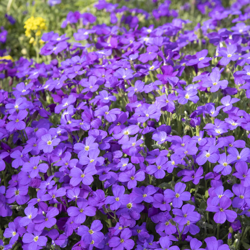Blauwkussen Royal Blue - Aubrieta