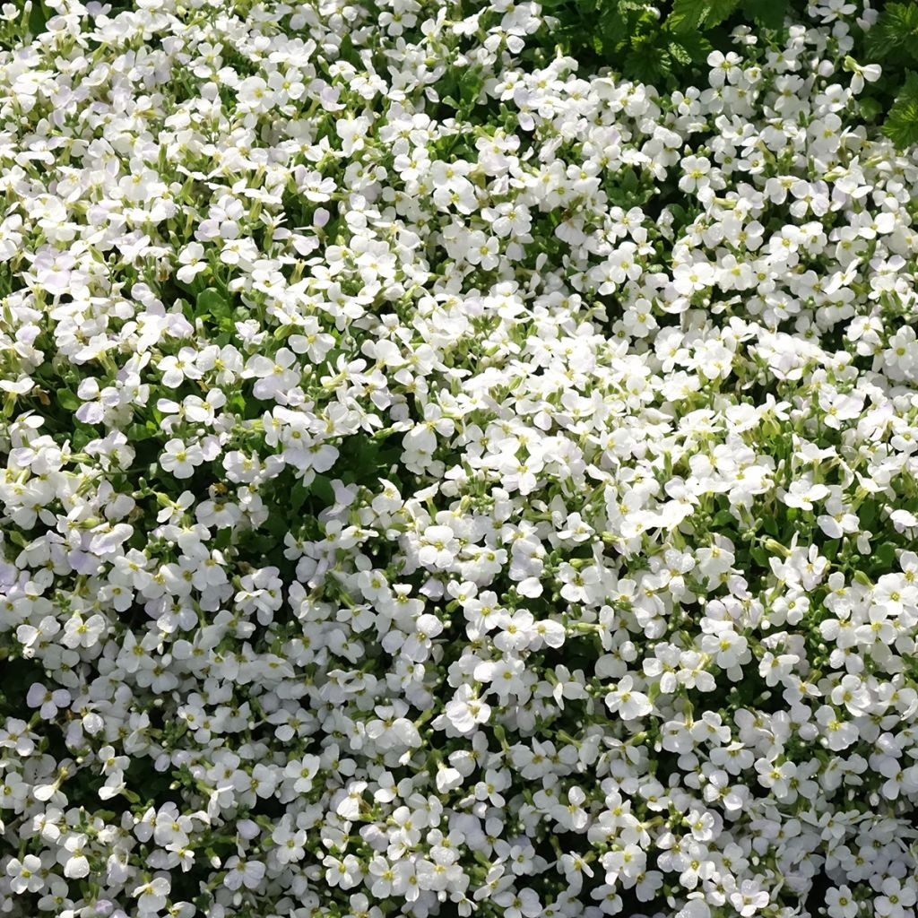 Blauwkussen Kitte White - Aubrieta
