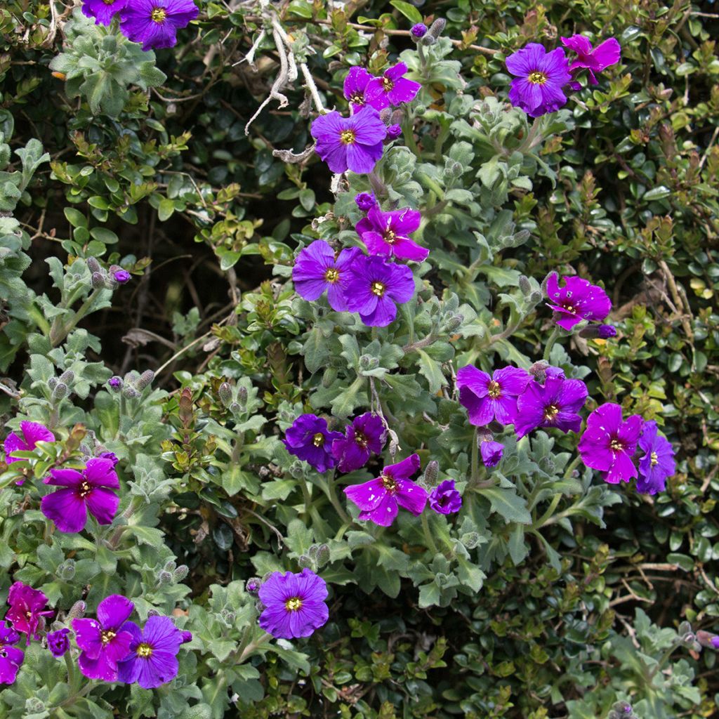Blauwkussen Cascade Purple - Aubrieta