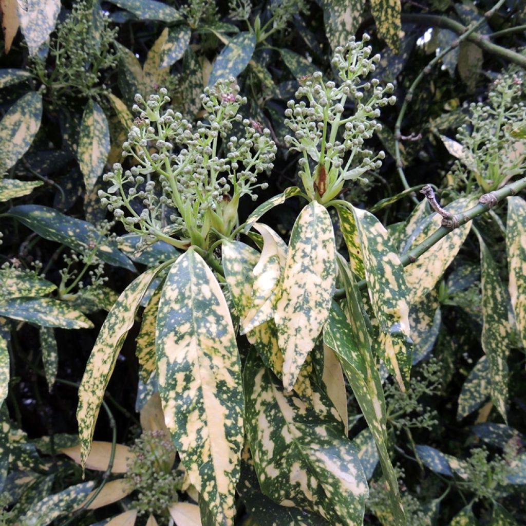 Aucuba japonica Variegata - Broodboom