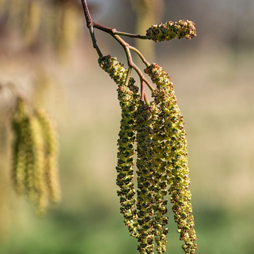 Alnus cordata - Hartbladige els