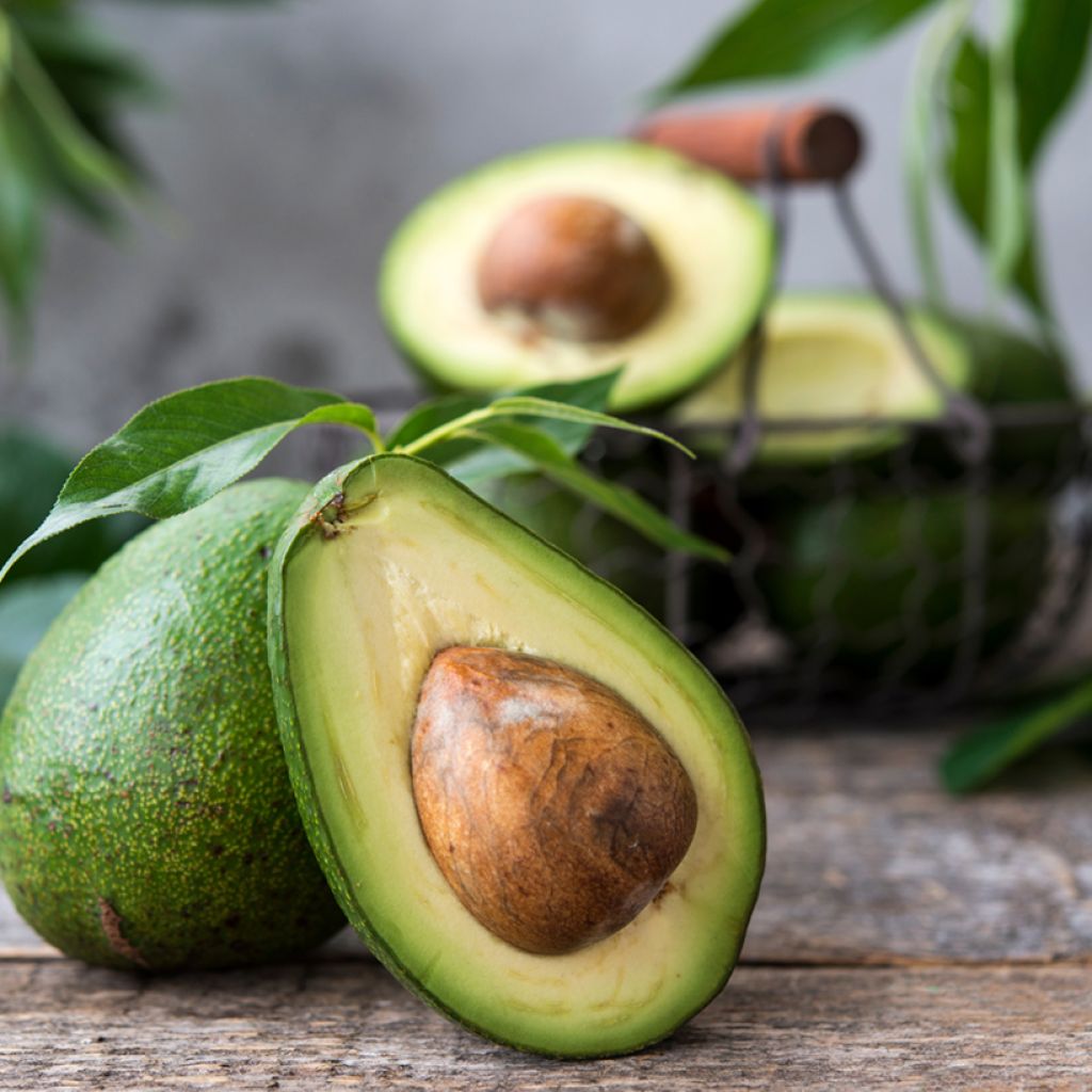 Avocadoboom - Persea americana