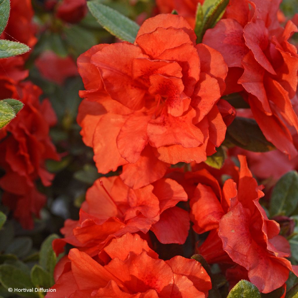 Rhododendron Repetita Coral - Azalea