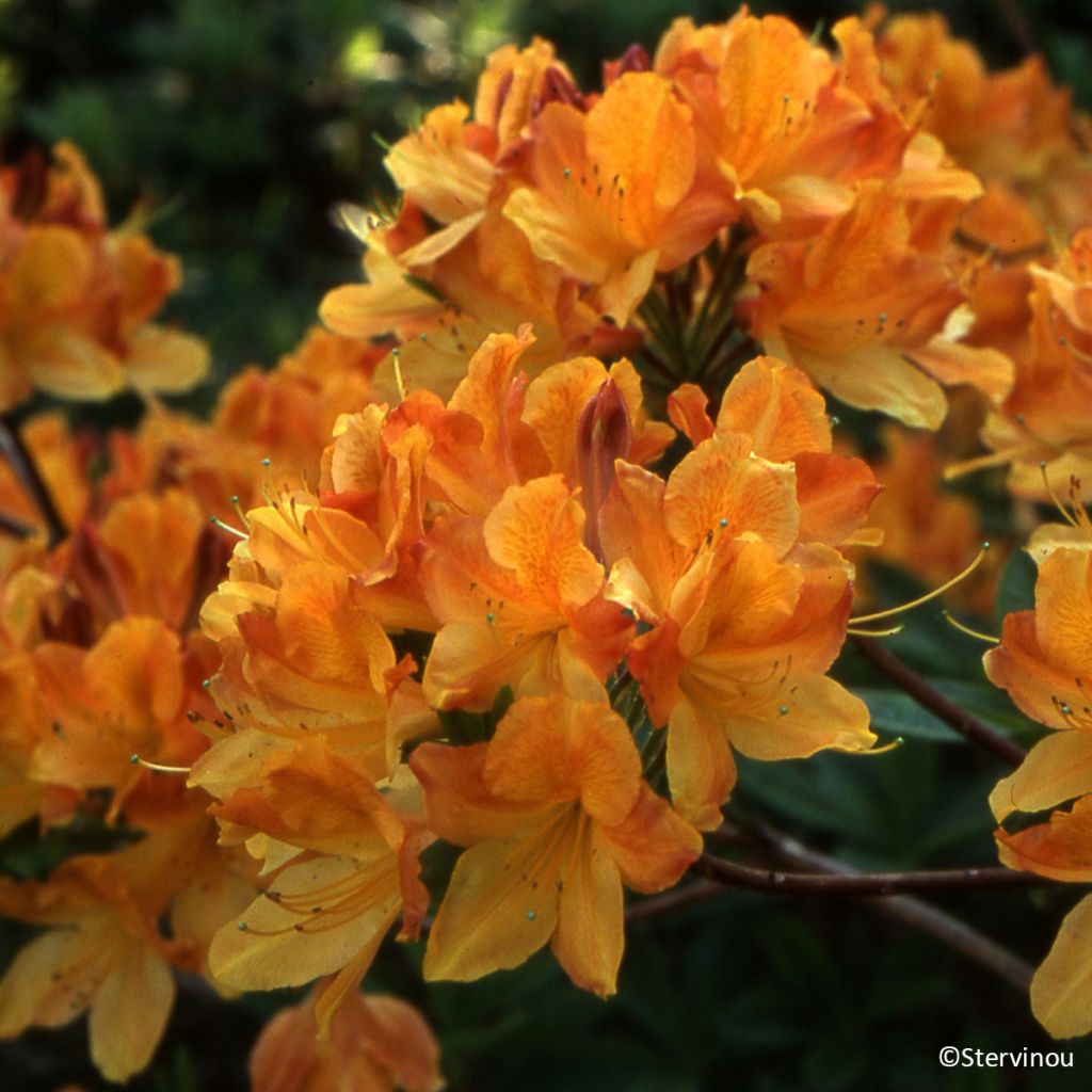 Azalea mollis Hortulanus H Witte - Bladverliezende azalea