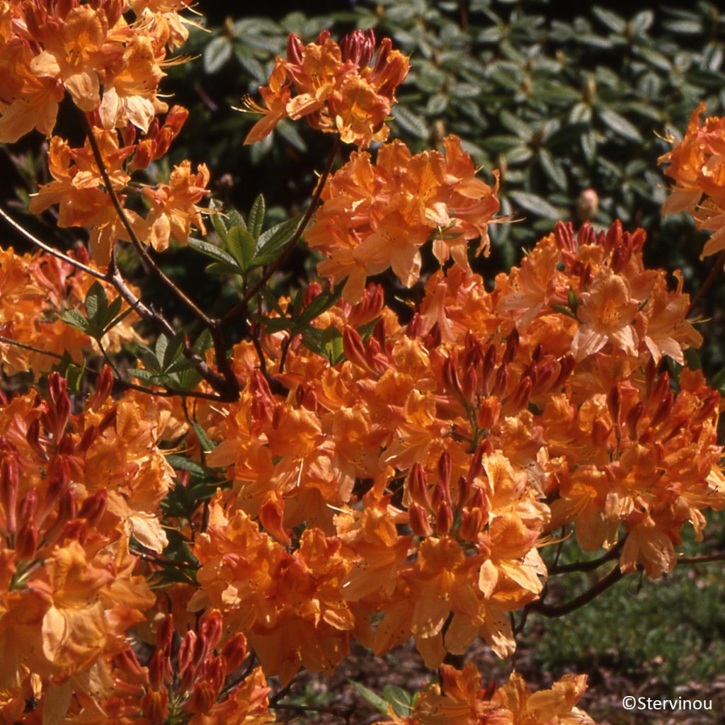 Azalea mollis Hortulanus H Witte - Bladverliezende azalea