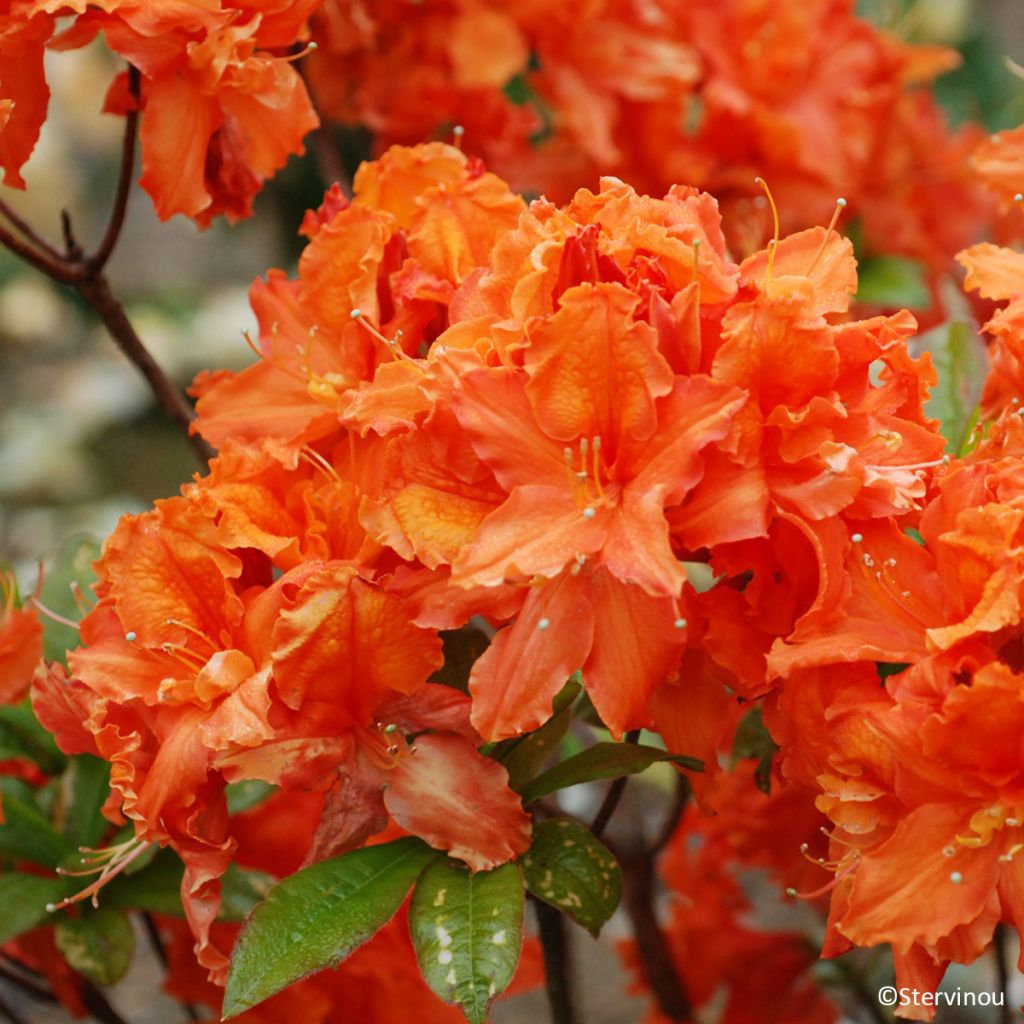 Azalea mollis Orangeade - Bladverliezende azalea