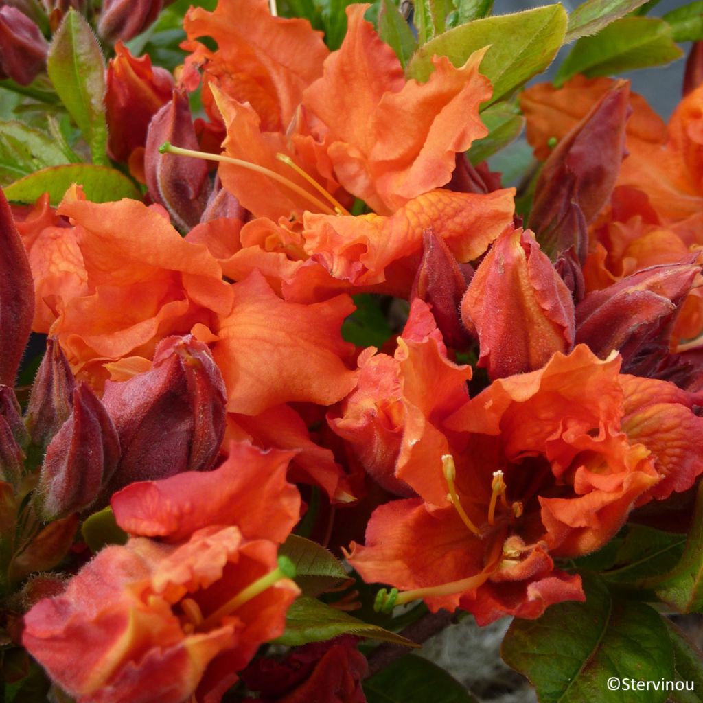 Azalea mollis Orangeade - Bladverliezende azalea
