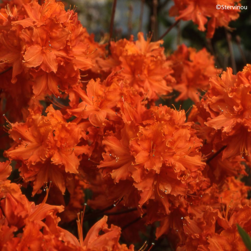 Azalea mollis Orangeade - Bladverliezende azalea
