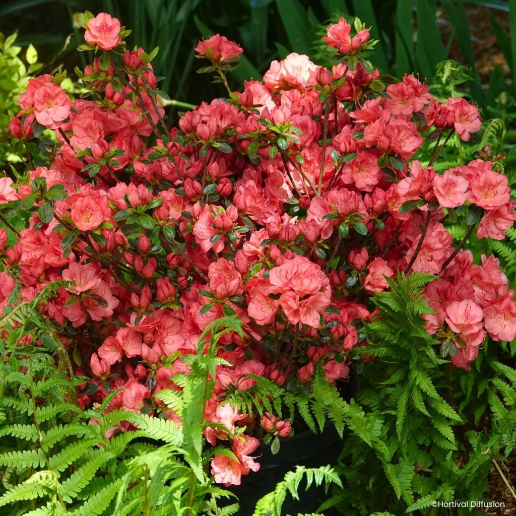 Rhododendron Flash Dance Salmon - Japanse azalea
