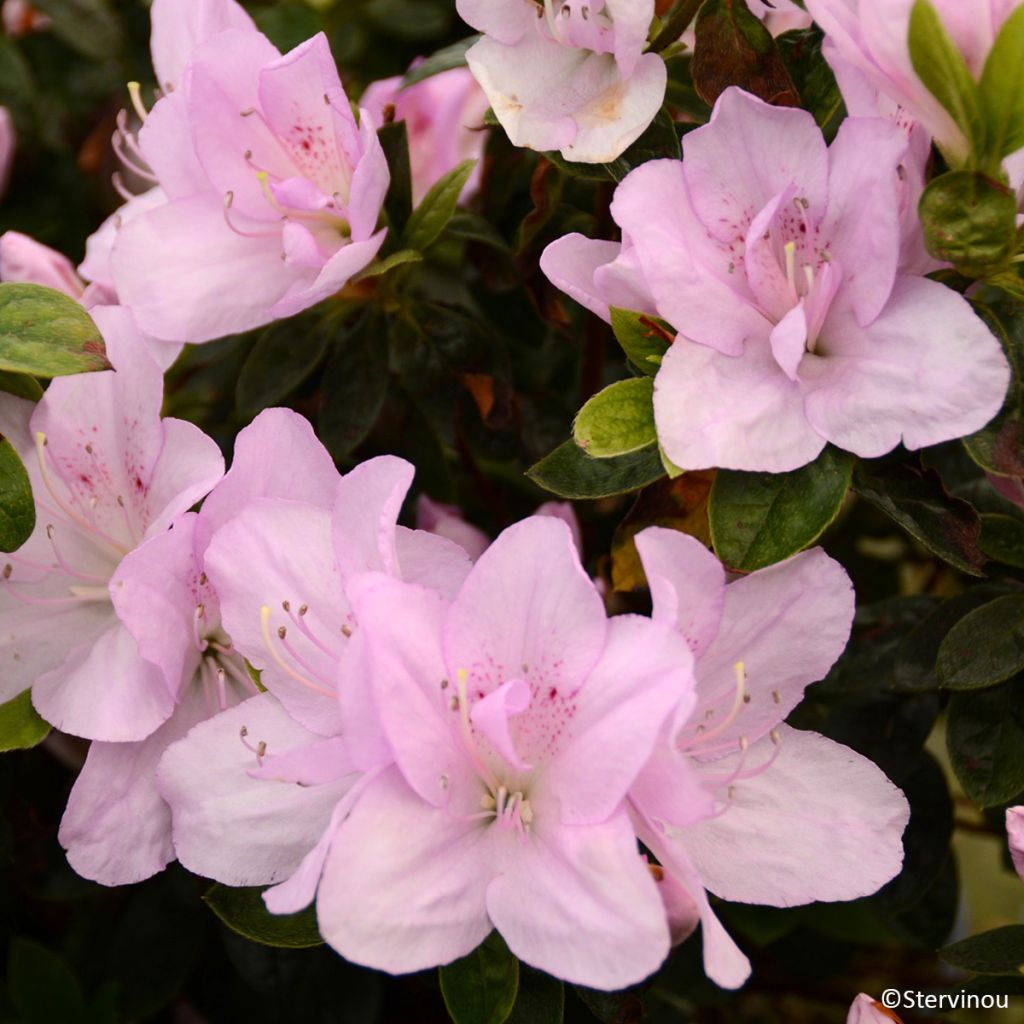 Rhododendron hybride Rêve de Lilas - Japanse azalea