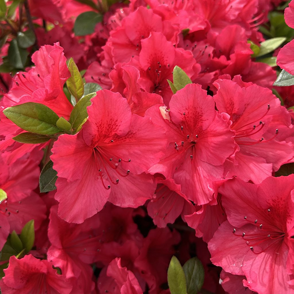 Rhododendron japonica Vuyk's Scarlet - Japanse azalea