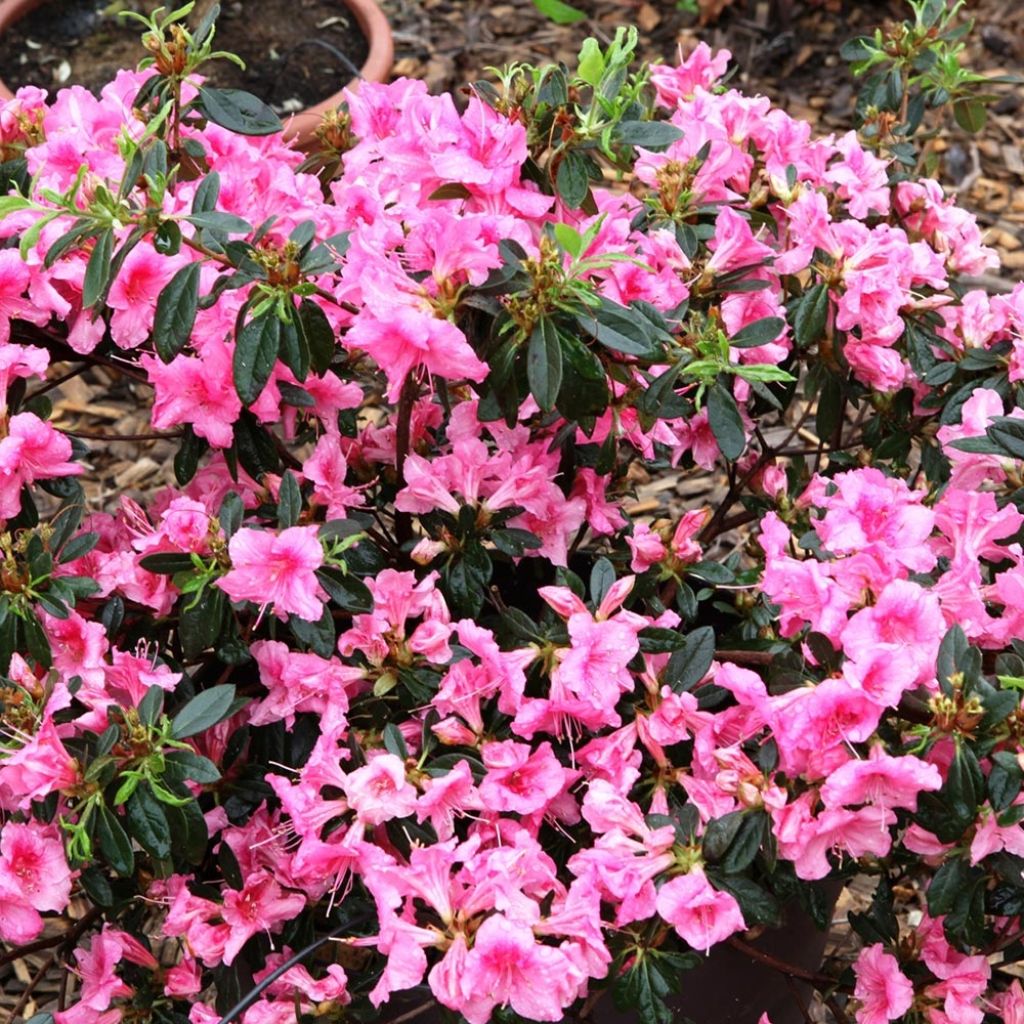 Azalée hybride ENCORE® Carnival