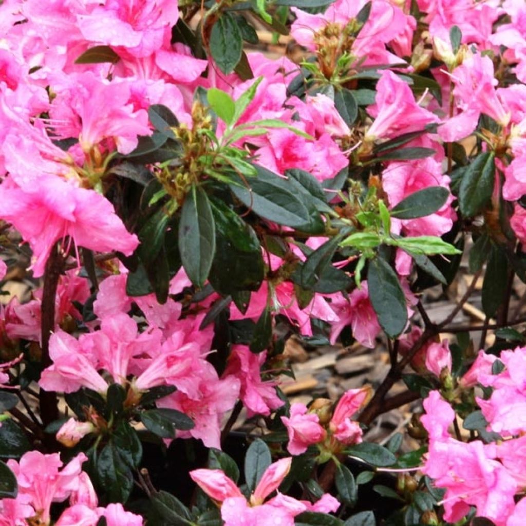 Azalée hybride ENCORE® Carnival