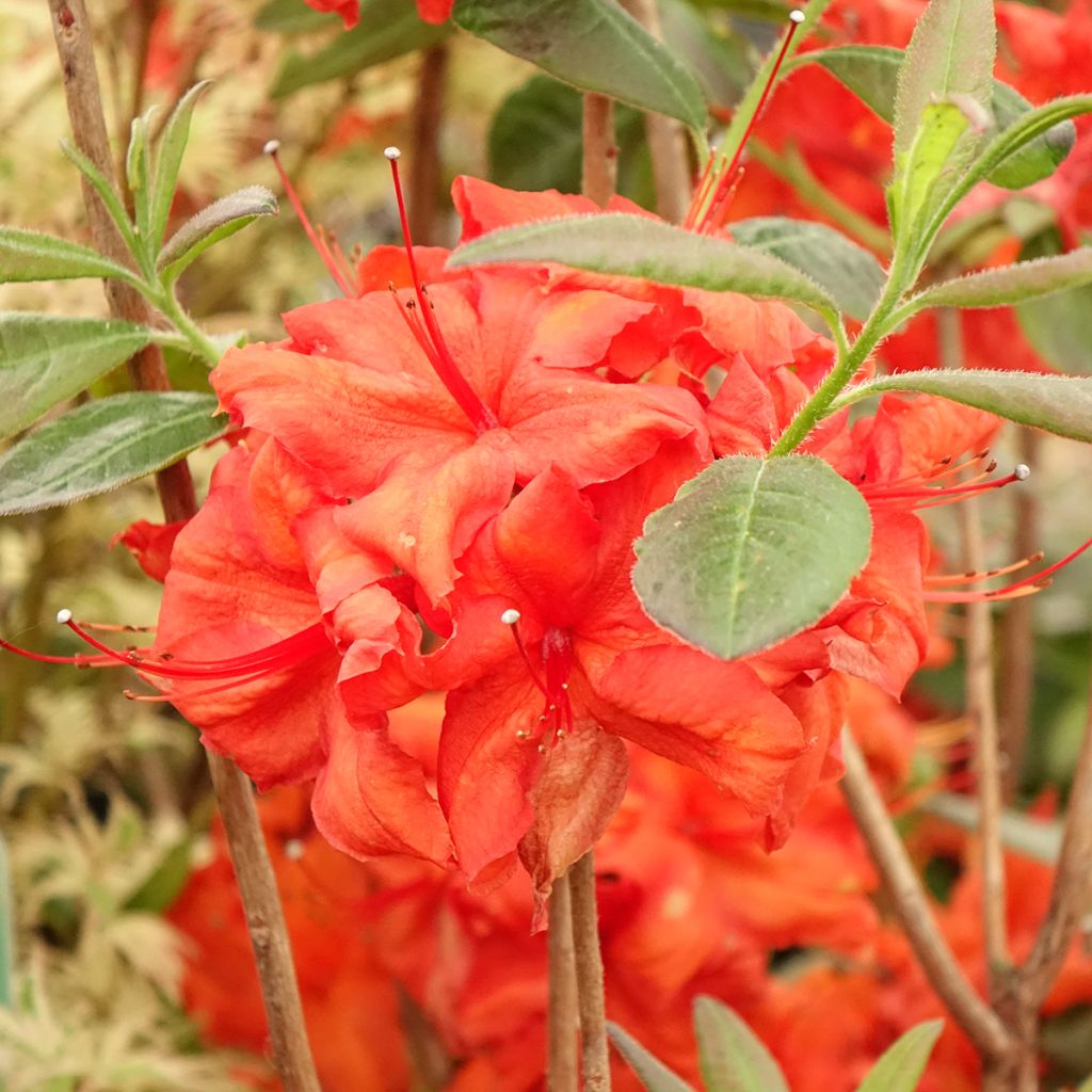 Rhododendron knaphill Fire Ball - Knaphill-azalea