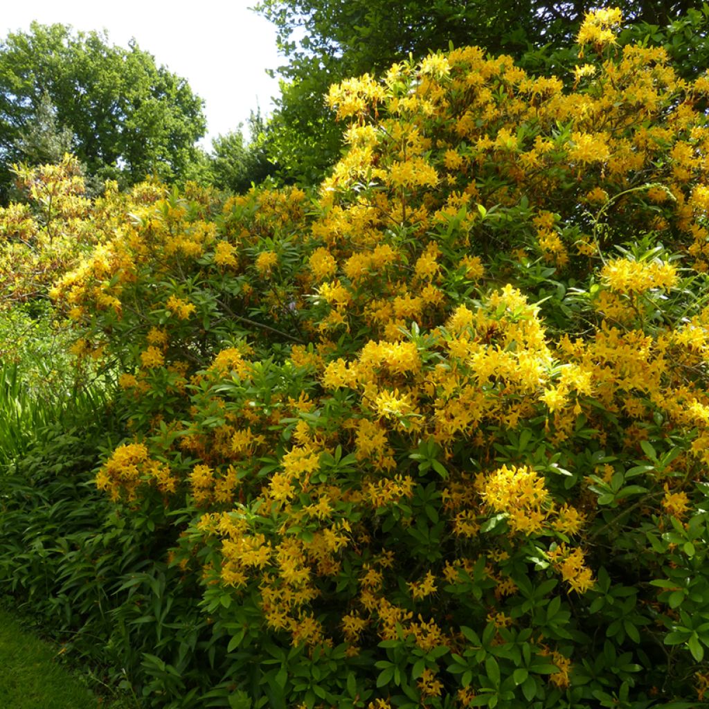 Rhododendron luteum - Gele azalea