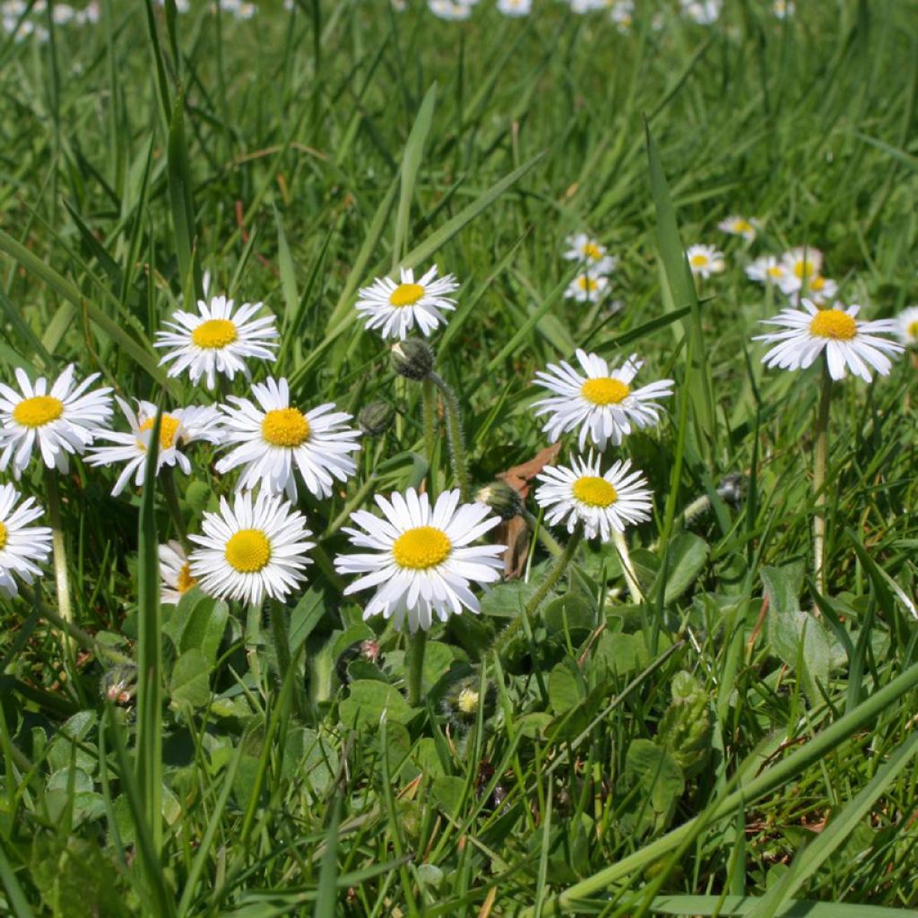 Madeliefje - Bellis perennis