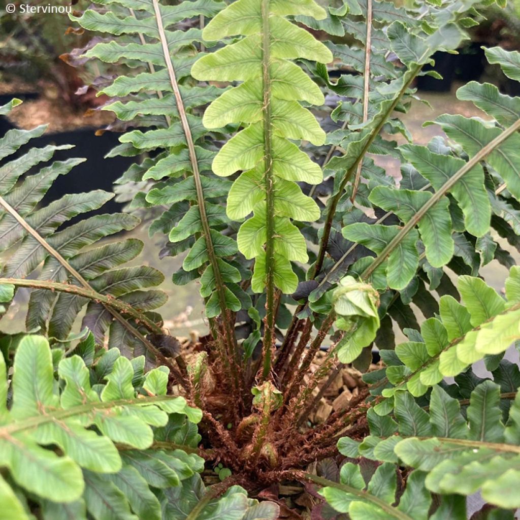 Blechnum discolor - Dubbelloof