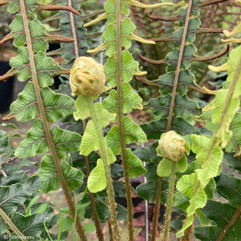 Blechnum discolor - Dubbelloof